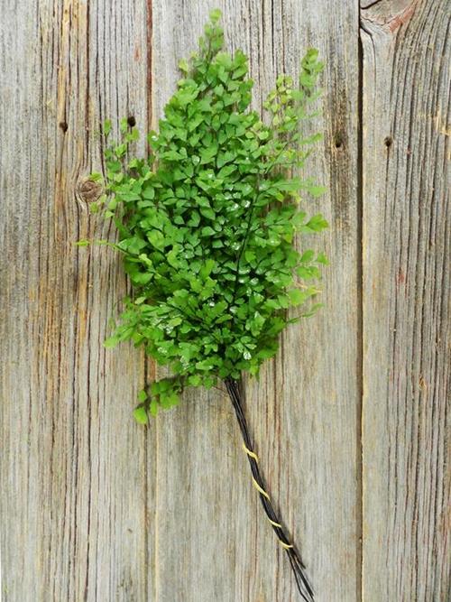 MAIDENHAIR FERN   GREENS